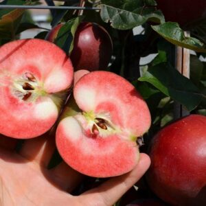 Roodvlezige soorten appel