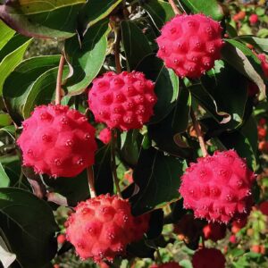 Cornus kousa