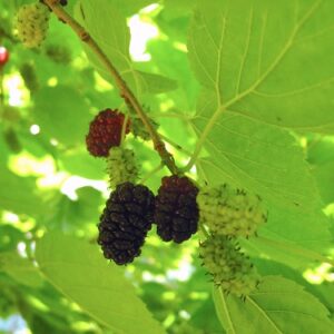 Morus Alba, rubra , Illinois everbearing