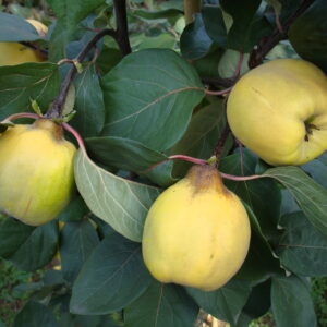 Bereczki