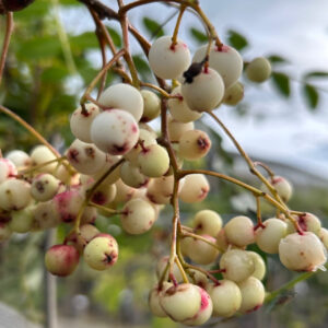 sorbus Hupehensis